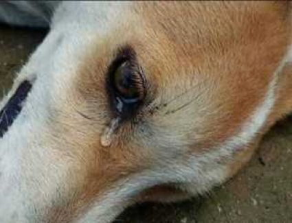 ضبط المتهم بتعذيب كلب وتهديد فتاة بالقليوبية