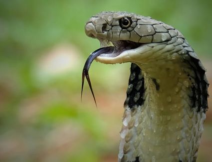 ثعبان كوبرا يلدغ شاب وينهي حياته في الحال بالدقهلية.. بيحب الزواحف 