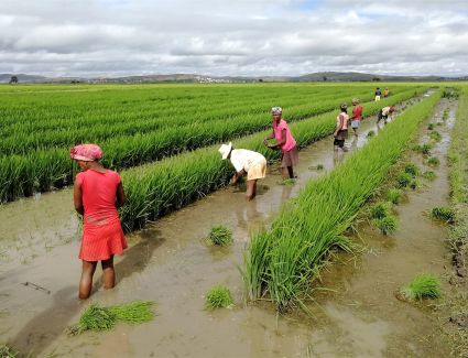 «الفاو»: مؤشر أسعار الأرز العالمي قرب أعلى مستوى خلال 12 عاما في يوليو