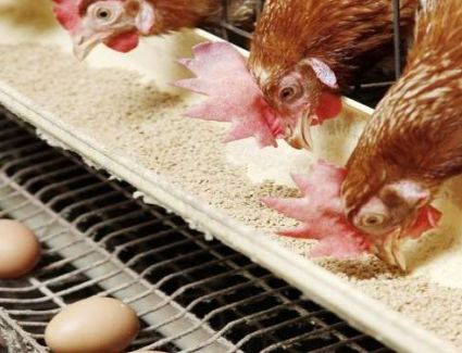 ارتفاع سعر الدواجن في الأسواق .. والكيلو يسجل 25 جنيها