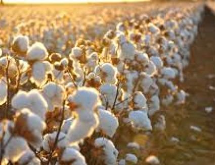 وزير قطاع الأعمال: زراعة القطن قصير التيلة للمرة الأولى في توشكى تجربة واعدة