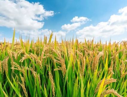  خلال 15 عاما.. «أسعار الأرز » تصل إلى أعلى مستوياتها