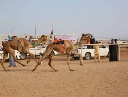 تزامناً مع إحتفالات أكتوبر... وزير الرياضة ومحافظ جنوب سيناء يفتتحا مهرجان شرم الشيخ لسباقات الهجن