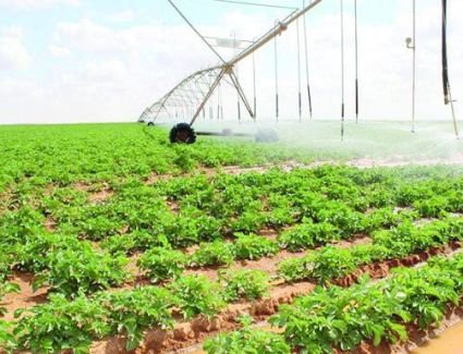 الاكتفاء الذاتي من المحاصيل..  تعرف على إنجازات الدولة خلال 10 سنوات في مجال الأمن الغذائي.. فيديو