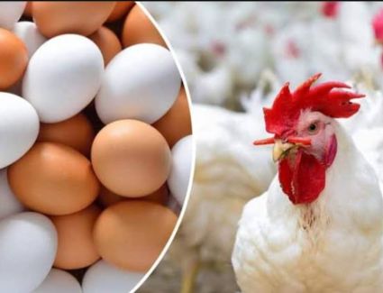 أسعار الدواجن والبيض في الأسواق الثلاثاء 10 أكتوبر 2023