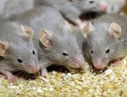 الصين تصدر فيروس جديد للعالم "هانتا" تعرف على طرق الوقايه والعدوى