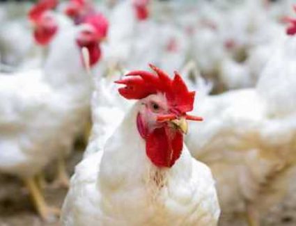 استقرار أسعار الدواجن والكيلو يبدأ من 25جنيه للمستهلك