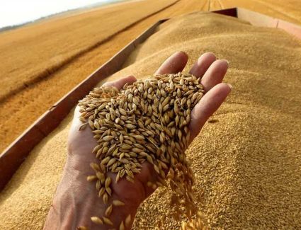 وزير الزراعة يوجه بسرعة الانتهاء من توزيع تقاوى القمح وبالاسعار المعتمدة