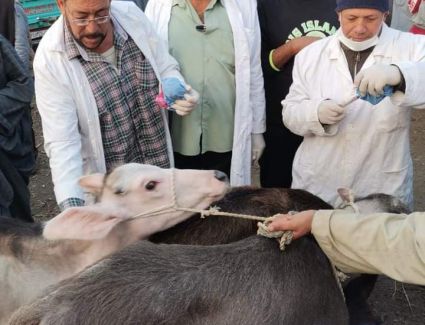 الزراعة" تشن حملات مكبرة على أسواق المواشي بالمحافظات للتأكد من صحة وسلامة الحيوانات 