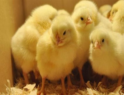 موافقة الامارات على استيراد الكتاكيت وبيض التفريخ وبيض المائدة من مصر