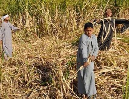 التموين والري والزراعة يناقشون تطوير زراعة قصب السكر باستخدام طرق الري الحديثة والشتل