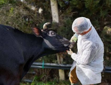 الزراعة: 6.7 مليون جرعة ضد مرضى الحمي القلاعية وحمى الوادي المتصدع