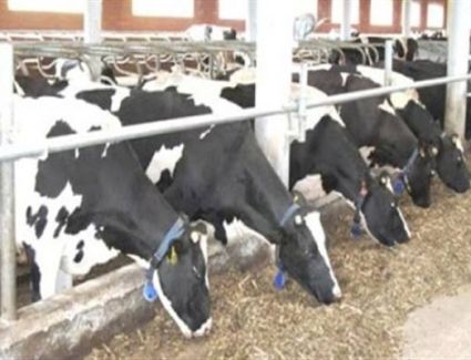 «الزراعة» صرف 307 ملايين جنيه تمويل جديد للمشروع القومي للبتلو في اطار مبادرة «حياة كريمة» 