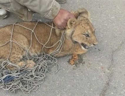 مصير أسد التجمع  بعد تحفظ الأجهزة الأمنية عليه