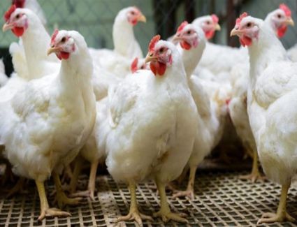 هل ظهرت بؤر لأنفلونزا الطيور في مزارع للدواجن بمحافظات الجمهورية؟.. الحكومة تجيب