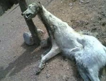 بعد عقرها العديد من الأطفال.. أمن قنا يقضي على السلعوة     