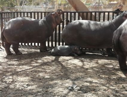 عيد الفطر  2024.. حدائق الأسماك والحيوان في المحافظات تستعد لاستقبال المواطنين٠٠ صور