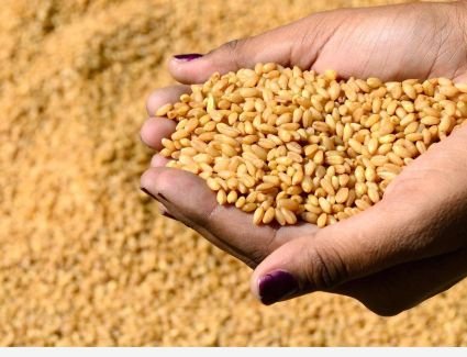 التموين تطرح ممارسة قمح مستورد على أساس FOB 