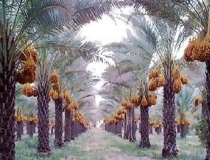 الحكومة تحسم الجدل حول دخول شحنة فسائل نخيل مستوردة غير مطابقة للمواصفات إلى البلاد