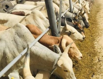 بطاقة 45 رأس في الساعة.. تشغيل أكبر مجز آلي في مصر بتوشكى خلال 2020