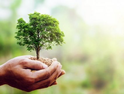  زراعة 1000 شجرة بعدد من المقالب العشوائية المرفوع منها القمامة بأوسيم 