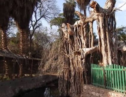  الزراعة توضح حقيقة قطع الأشجار بحديقة الحيوان