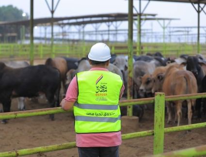 《تحيا مصر》يطلق مبادرة 《أضاحي》لتوزيع اللحوم على الأسر الأولى بالرعاية 