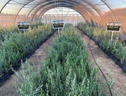 بالإنفوجراف... أرض الفيروز تبدأ في جني ثمار ملحمة مشروعات التنمية في العقد الأخير