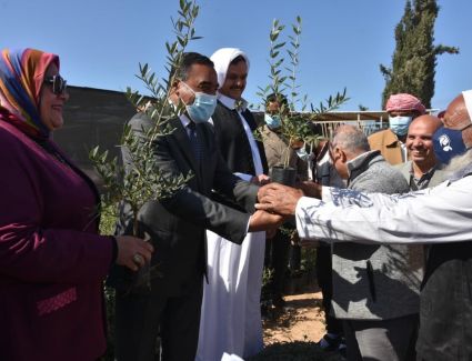 الزراعة: بحوث الصحراء يوزع ٥٠ الف شتلة زيتون مجانا علي مزارعي مطروح وسيوه 