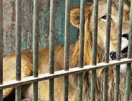 أسد يلتهم رأس حارسه في حديقة حيوان الفيوم والأجهزة الأمنية تقضي عليه