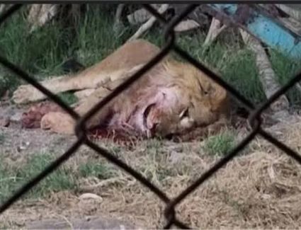 بعد رحيل «عم سعيد» ضحية الأسد.. غلق حديقة حيوان الفيوم