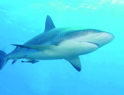 دراسة جديدة تسجل أول دليل على أن أسماك القرش تحدث أصواتا
