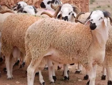 تبدأ من 7 آلاف جنيها.. الأوقاف تطلق حملة صكوك الأضاحي لعام ١٤٤٦هـ / ٢٠٢٥م