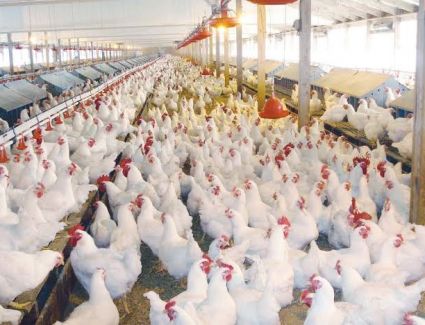 ٢٧ جنيه للكيلو فى المزرعه.. إستقرار فى سعر الدواجن اليوم