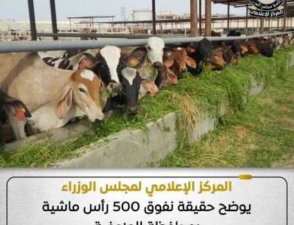 المركز الإعلامي لمجلس الوزراء يوضح حقيقة نفوق 500 رأس ماشية بمحافظة المنوفية