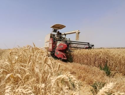  "الريف المصرى الجديد" تحقق إنجازاً علمياً جديداً بزراعة القمح بمياه رى تصل ملوحتها إلى 8 آلاف جزء فى المليون