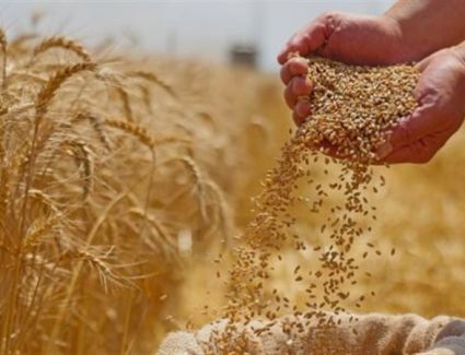 التموين: احتياطي القمح في مصر آمن ويكفي احتياجات المواطنين لعدة أشهر