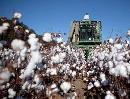 اسعار القطن اليوم الاربعاء 1 – 11 - 2022