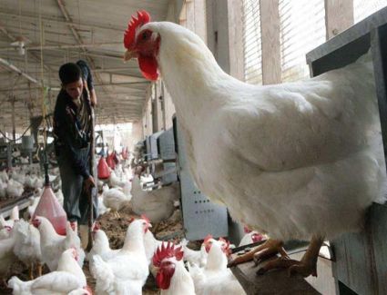 «شعبة الدواجن» 600 جنيه زيادة على ارتفاع اسعار الاعلاف