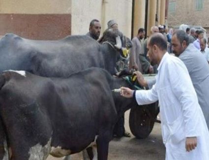 الزراعة": إطلاق 498 قافلة بيطرية مجانية خلال الفترة من اول يناير وحتى الان على مستوى محافظات الجمهورية 