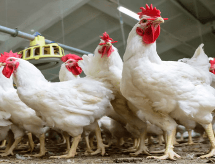 550 جنيه.زيادة ..«شعبة الدواجن» تكشف لـ«البوست الاقتصادى» السبب الرئيسي وراء ارتفاع الاسعار