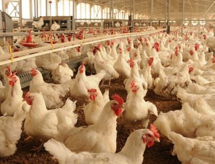 اتحاد الدواجن: 8 شركات دواجن تبدأ التوريد لوزارة التموين