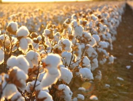 500 جنيه زيادة في قنطار القطن..«نقيب الفلاحين»يكشف لـ «البوست الاقتصادى»سبب إرتفاع أسعار القطن 