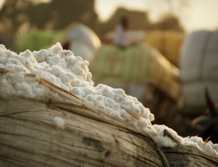 بكمية 14780 قنطاراً.. 12 كياناً تفوز بمزاد أقطان محافظة الفيوم