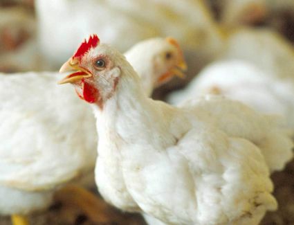 تراجع أسعار الدواجن اليوم الأحد 26 فبراير
