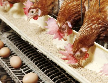 تعرف علي أسعار الدواجن اليوم 1 مارس 