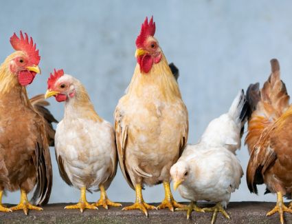 خلال الفترة المقبلة.. تعرف علي مقترحات شعبة الدواجن لضبط أسعار الفراخ