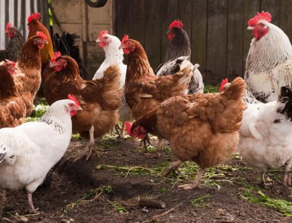 تعرف علي أسعار الدواجن اليوم الخميس 2 مارس 2023