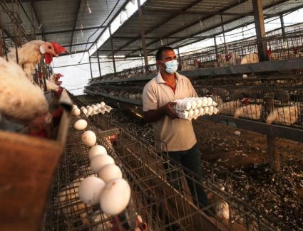 تعرف علي أسعار الدواجن الأحد 5 مارس 