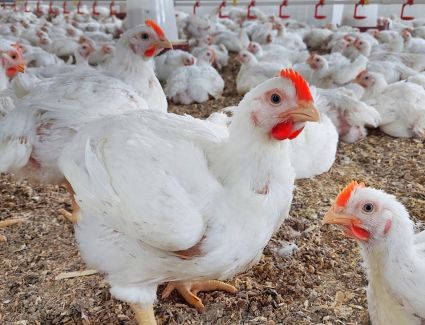 أسعار الدواجن اليوم الثلاثاء 7 مارس